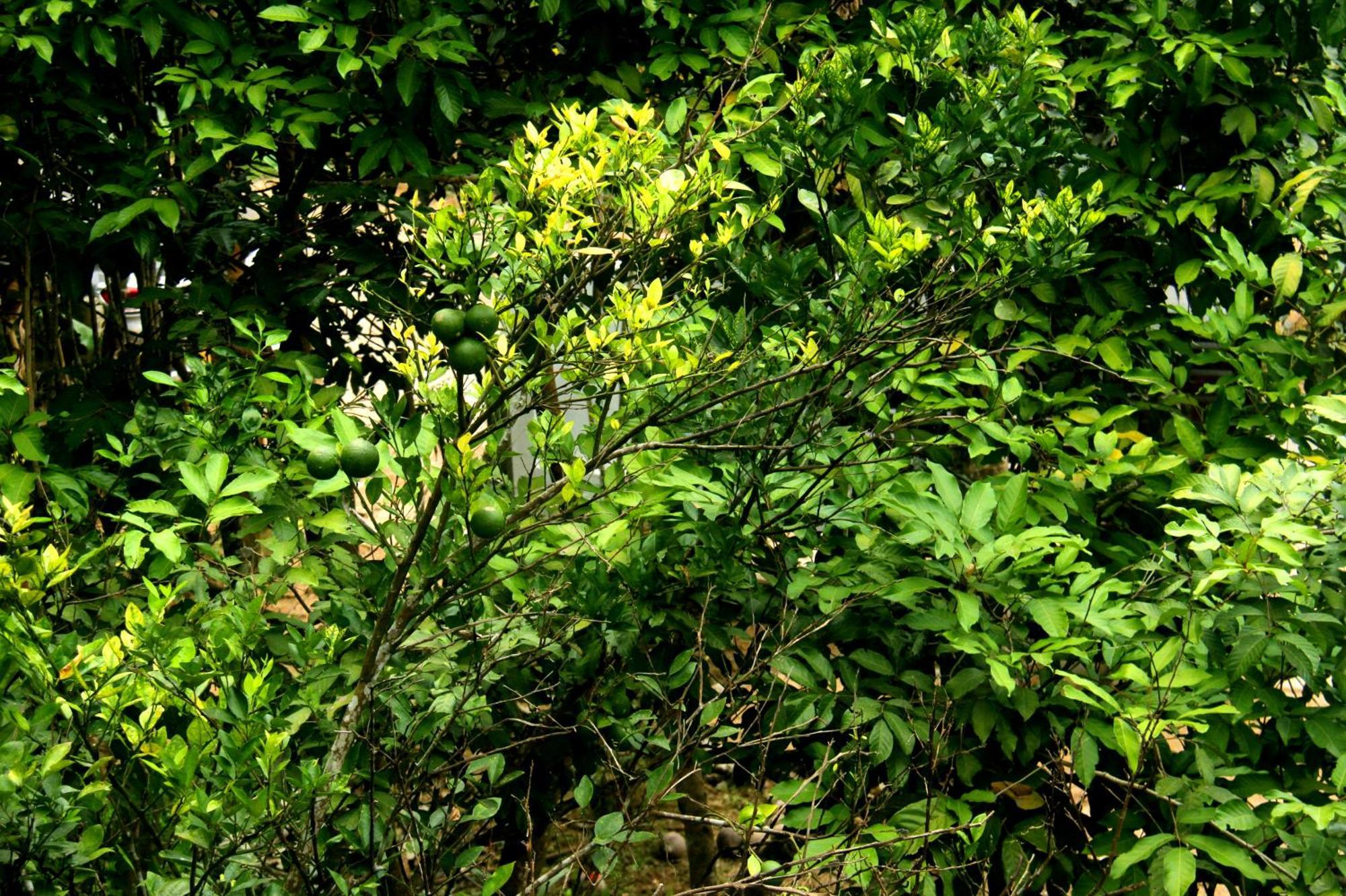 The Breeze Pinnawala Pinnawala  Bagian luar foto